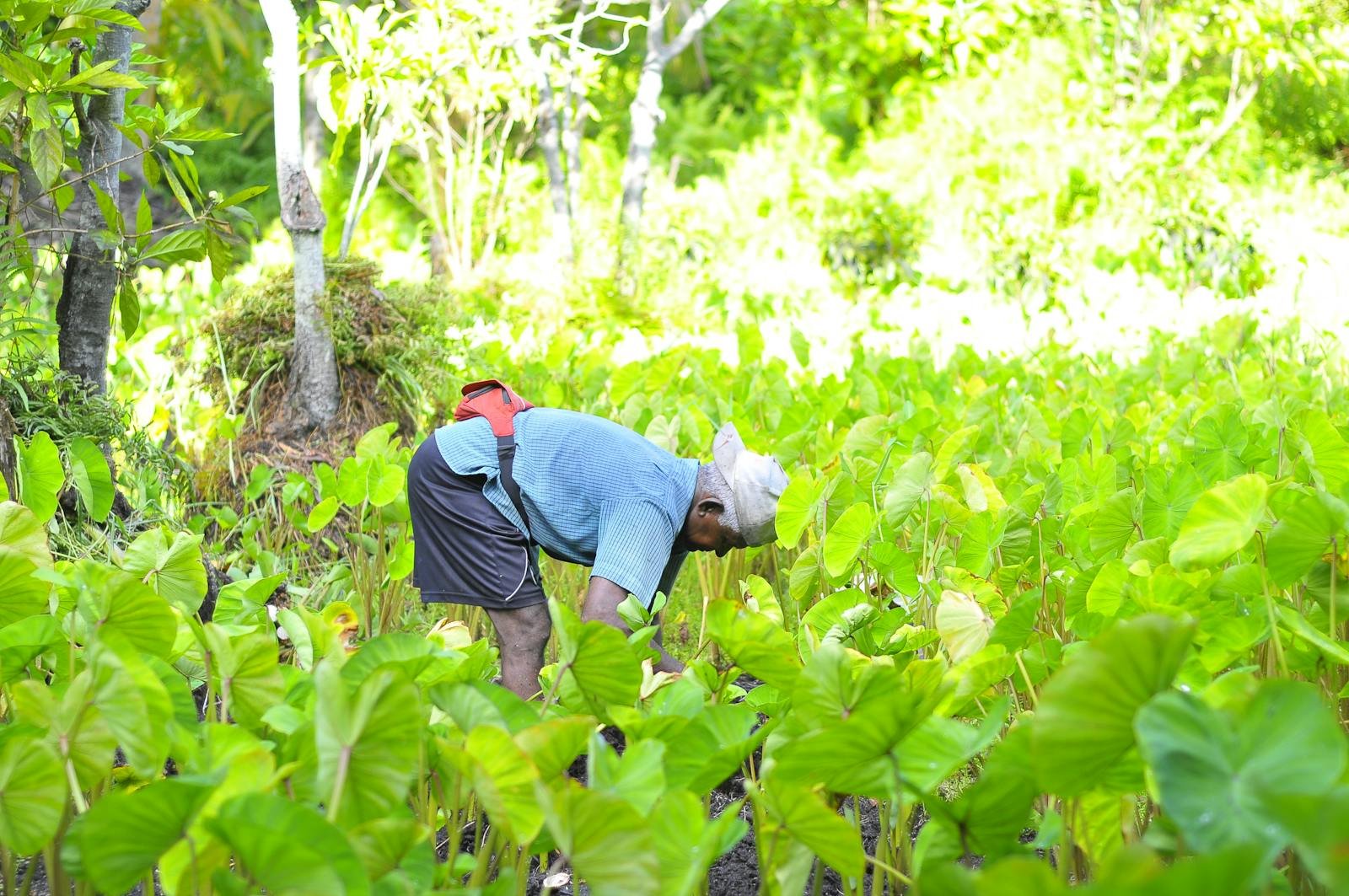 Man Harvesting Plants